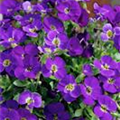 Aubrieta deltoidea 'Blue King'