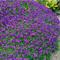 Aubrieta x cultorum 'Hamburger Stadtpark'