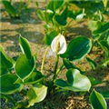 Calla palustris