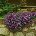 Aubrieta deltoidea 'Royal Violet'