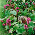 Bergenia cordifolia 'Winterglut'