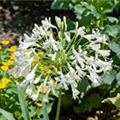 Agapanthus africanus 'Albus'