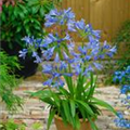 Agapanthus umbellatus