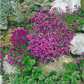 Aubrieta gracilis 'Purple'