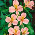 Alstroemeria