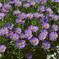 Aster alpinus