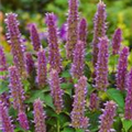 Agastache foeniculum