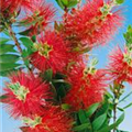 Callistemon citrinus