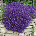 Aubrieta x cultorum 'Azurro'