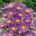 Aster alpinus 'Dunkle Schöne'