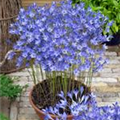 Brodiaea 'Queen Fabiola'