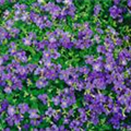 Aubrieta x cultorum 'Blue Emperor'