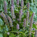 Agastache foeniculum 'Purple Haze'