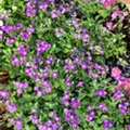 Aubrieta x cultorum 'Bressingham Red'