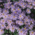 Aster amellus