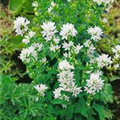 Campanula glomerata 'Alba'