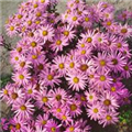 Aster amellus 'Rotfeuer'