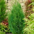 Chamaecyparis lawsoniana 'Van Pelt´s Blue'