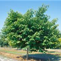 Broussonetia papyrifera