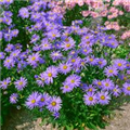 Aster amellus 'Mignon'