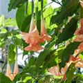 Brugmansia suaveolens