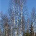 Betula papyrifera