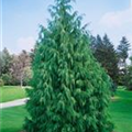 Chamaecyparis nootkatensis 'Pendula'