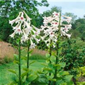 Cardiocrinum giganteum