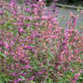 Agastache mexicana 'Acapulco'®