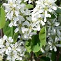 Amelanchier alnifolia