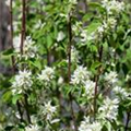 Amelanchier alnifolia 'Obelisk'®