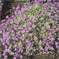 Aubrieta x cultorum 'Golden Emperor'