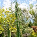 Chamaecyparis nootkatensis 'Strict Weeping'