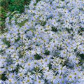 Aster amellus 'Silbersee'