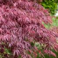 Acer palmatum 'Inaba-shidare'