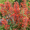 Agastache mexicana 'Nectar Orange'®