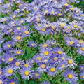 Aster amellus 'Sternkugel'