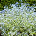 Brunnera macrophylla 'Jack Frost'(s)