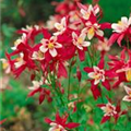 Aquilegia caerulea 'McKana'