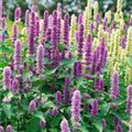 Agastache rugosa 'Apache® Fuchsia'