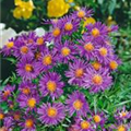 Aster dumosus 'Augenweide'