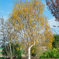 Betula utilis