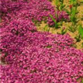 Aubrieta x cultorum 'Red Dyke'