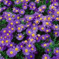 Aster dumosus 'Amethyst'