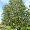 Betula utilis 'Doorenbos'