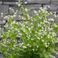 Brunnera macrophylla 'Mr. Morse'®