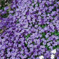 Aubrieta x cultorum 'Royal Blue'