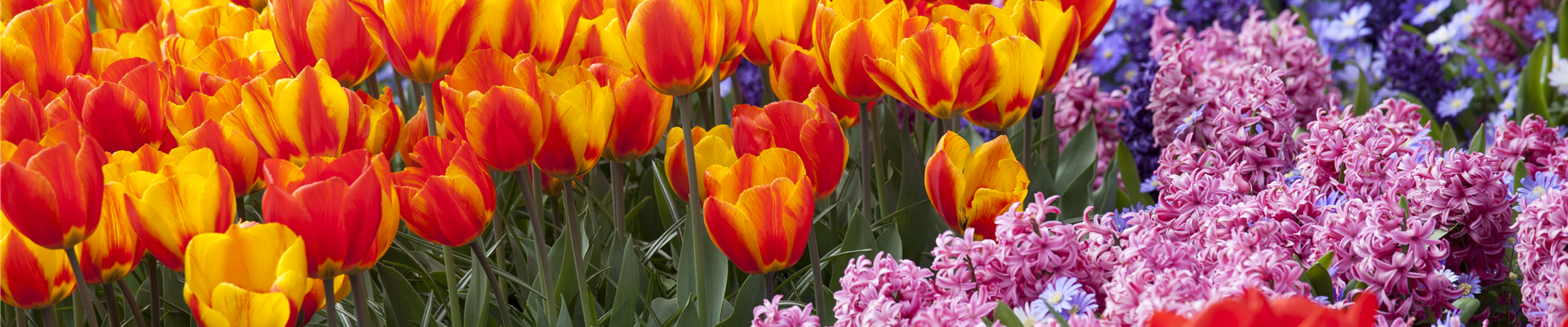 Buntes Zwiebelblumenbeet