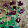 Aquilegia vulgaris 'Black Barlow'