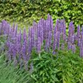 Agastache rugosa 'Blue Fortune'